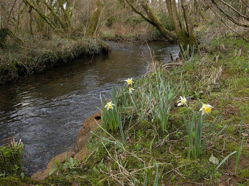 Wild daffodils near holliday cottage