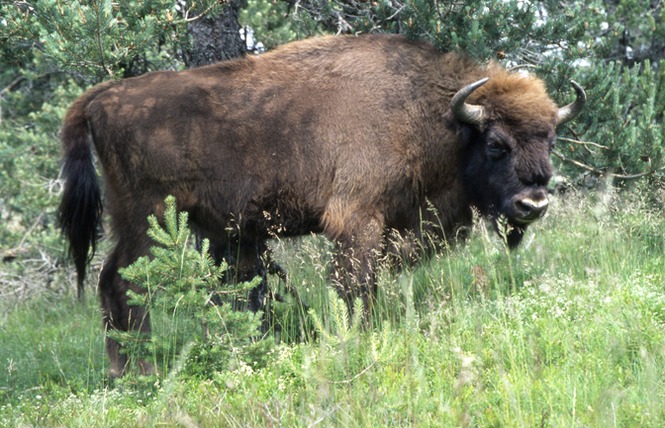 Bisons de la Margeride à Sainte Eulalie à 30 minutes du gîte