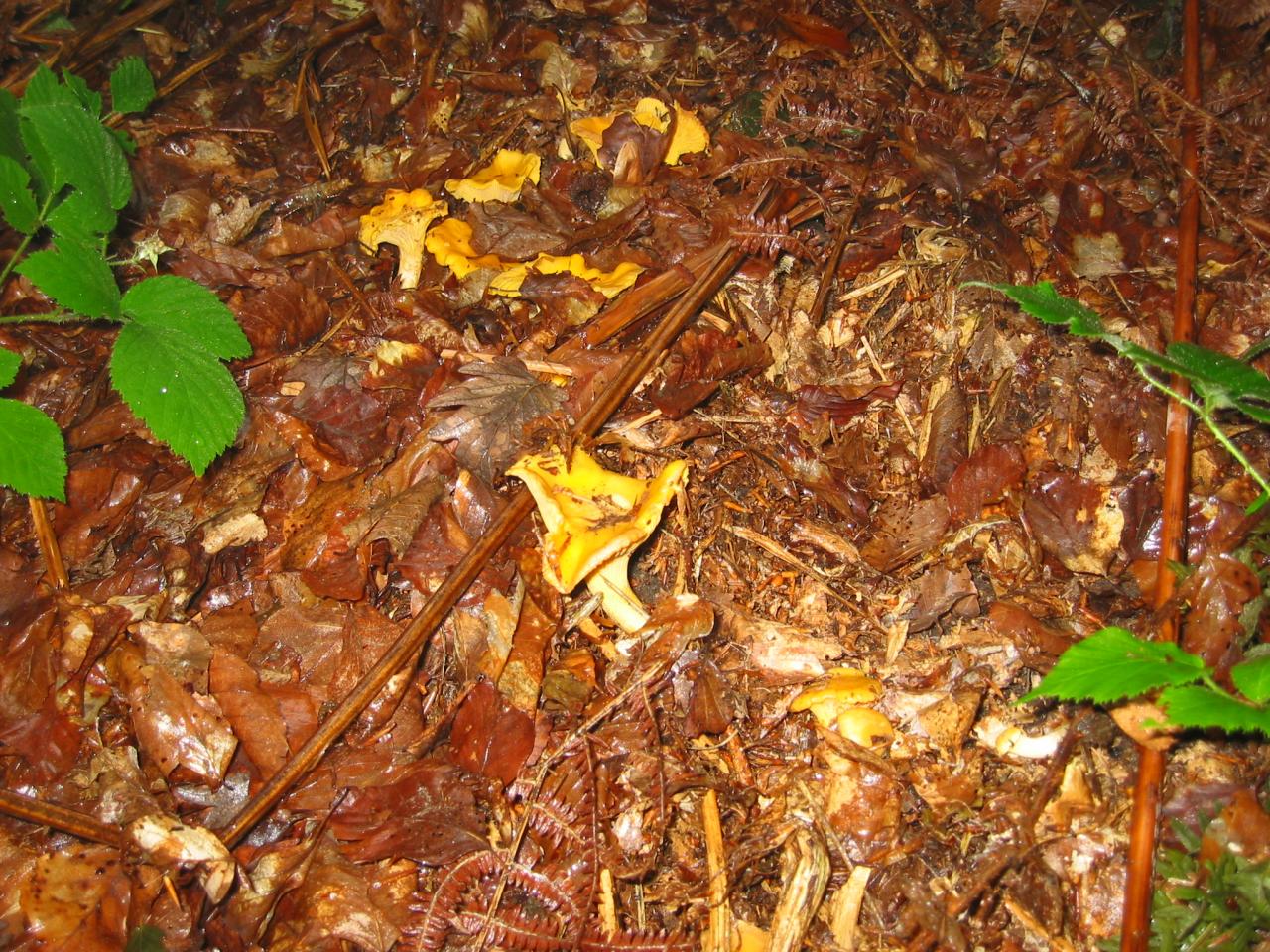 Picking of chanterelles near the holiday cottage