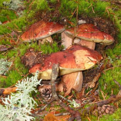 Cueillette des cèpes à 5 minutes du gîte