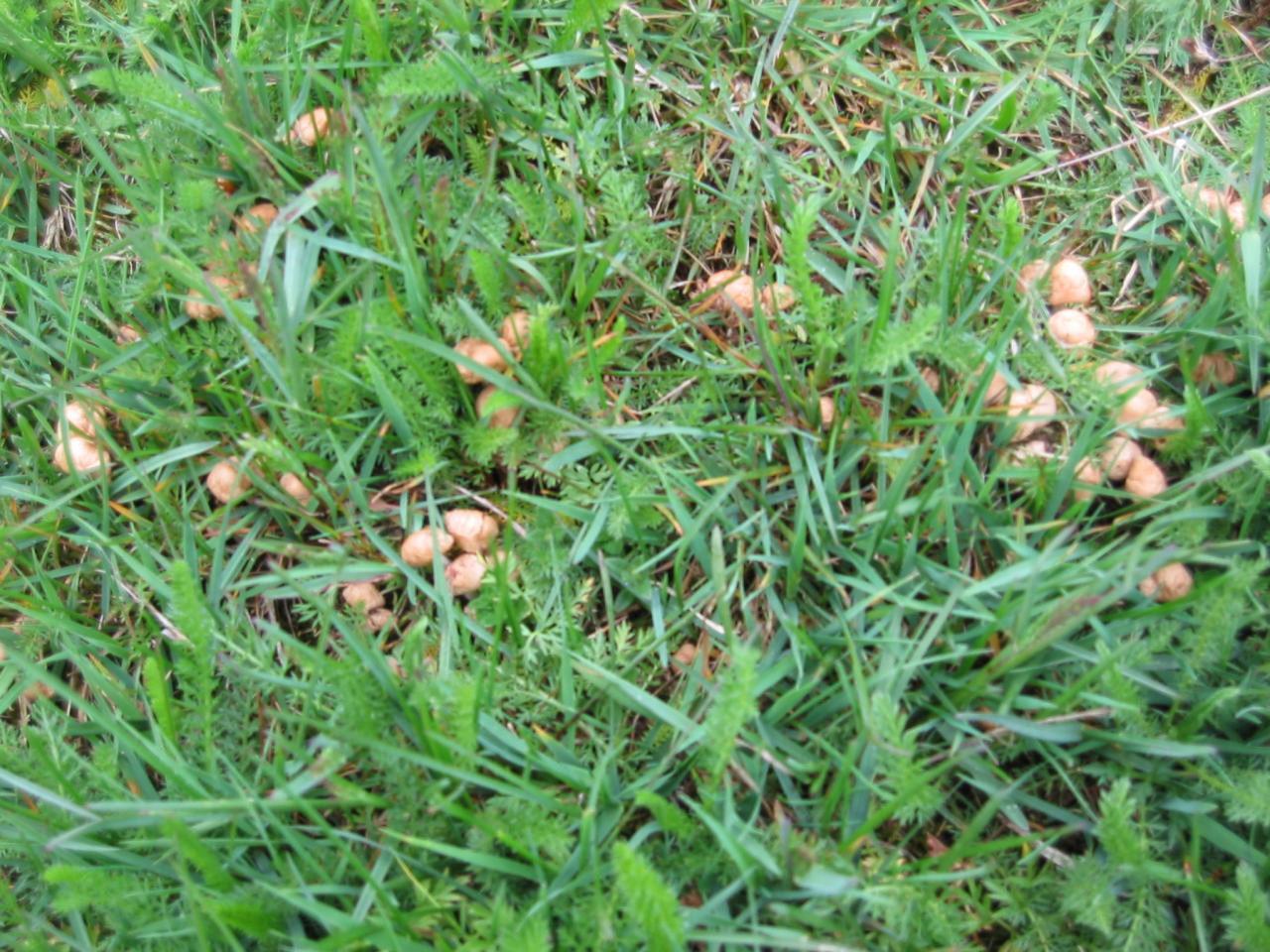 The first one meadow mushrooms in May